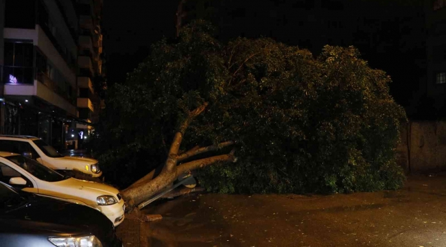 Adana'da sağanak yağış ve rüzgar 7 metrelik ağacı devirdi