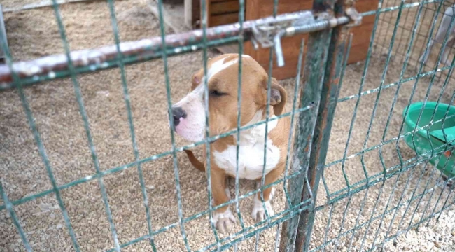 Hatay'da 162 yasaklı ırk köpek kısırlaştırıldı