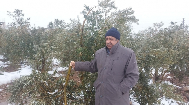 Hatay'da kar zeytin ağaçlarının dallarını kırdı