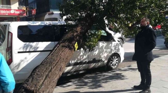 Hatay'da park halindeki aracın üzerine ağaç devrildi