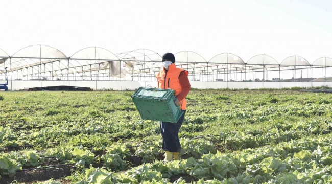 Kadınların ürettiği atom salatası market raflarında