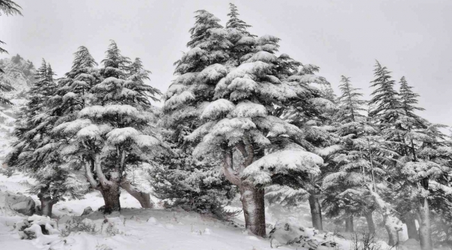 Kahramanmaraş'ta ormanlar beyaza büründü