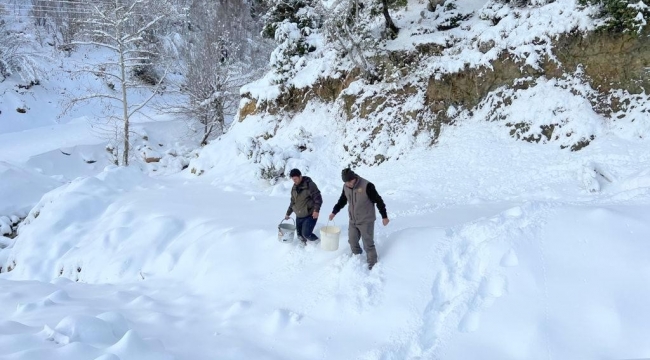 Karlı yollar yaban hayvanları için aşıldı