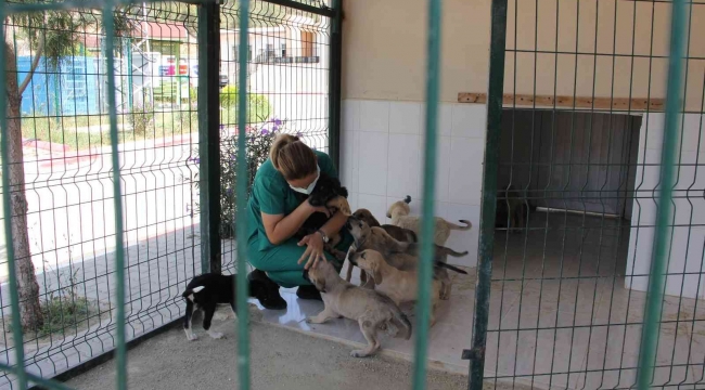 Kaşlı Geçici Hayvan Bakımevi perşembe günleri geçici süreyle ziyarete kapatıldı