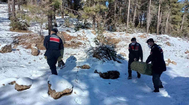 Mersin'de yaban hayvanları için doğaya yem bırakıldı