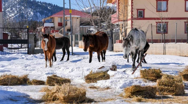 Mersin'de yılkı atları ve köpekler için doğaya yem bırakıldı