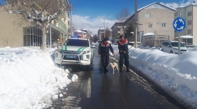 Sokağa terk edilen Pitbull barınağa teslim edildi