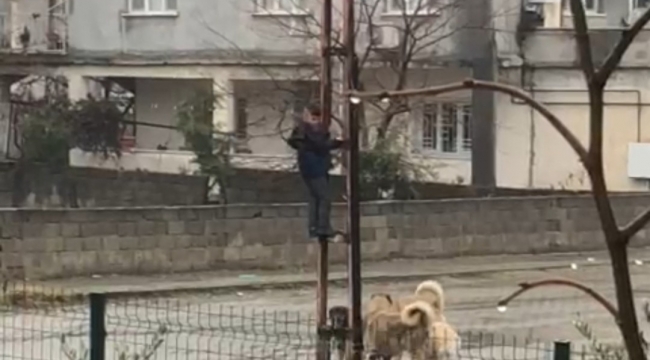 Sokak köpeklerinin saldırdığı çocuk, elektrik direğine tırmanarak kurtuldu