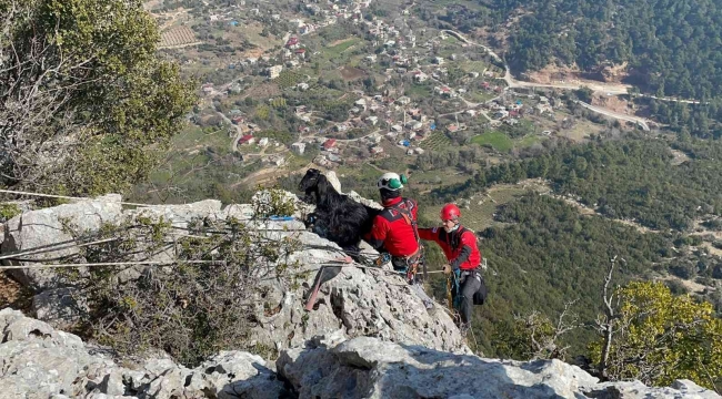 Kayalıklarda mahsur kalan keçi 5 gün sonra kurtarıldı