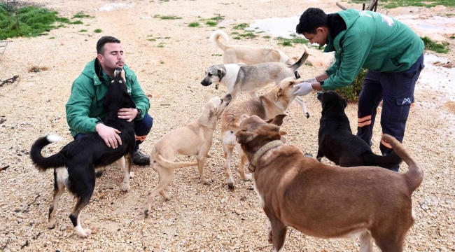 Mersin Büyükşehir Belediyesi gönüllü hayvanseverlerle ele ele