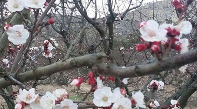 Mersin'de kayısı ağaçları çiçek açtı