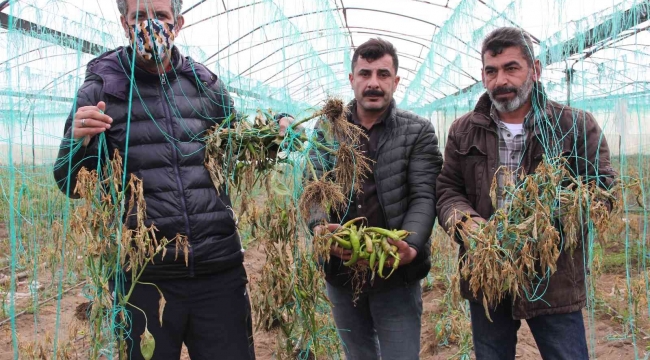 Mersin'i zirai don vurdu, seralarda ürün kalmadı