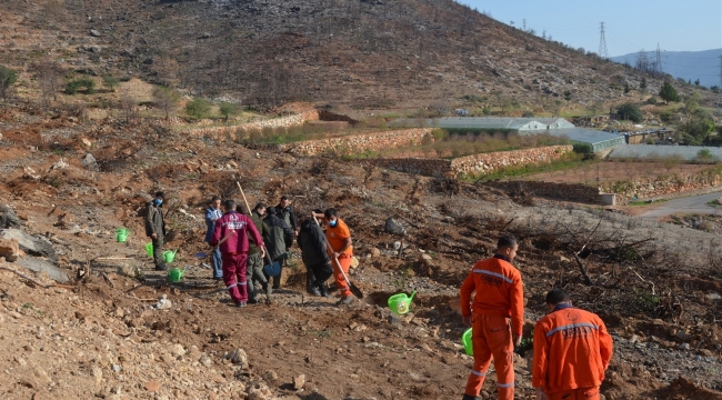 Aydıncık'ta yanan alanlara 70 bin keçiboynuzu fidanı dikildi