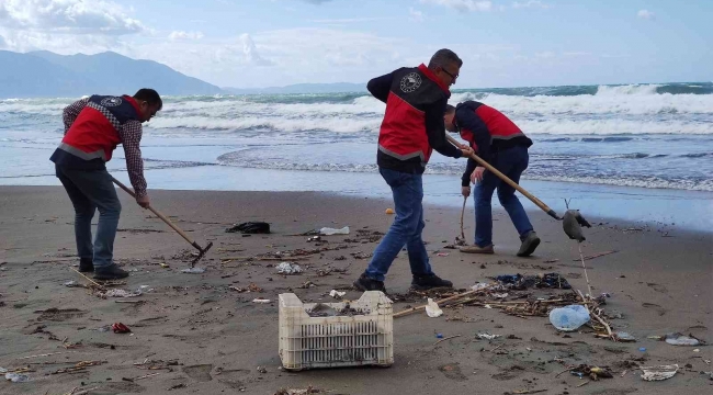 Hatay'da sahile vuran ölü denizanaları incelemeye alındı