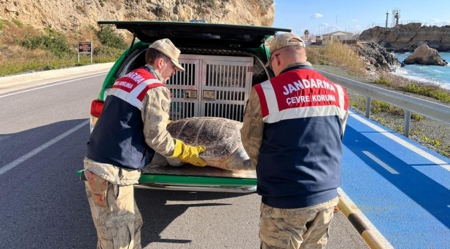 Hatay'da yaralı caretta caretta bulundu