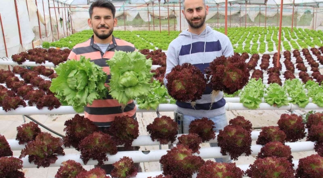 İşçiliği bırakıp çiftçiliğe başladılar, yılda 8 hasat yapıyorlar