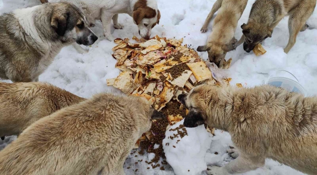 Karda aç kalan sokak köpeklerini besliyor