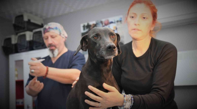 Akdeniz Belediyesi Sokak Hayvanları Kısırlaştırma Kliniğinde kısırlaştırma başladı