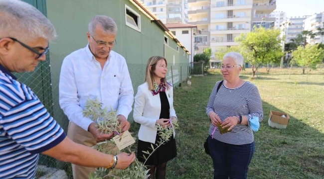 Başkan Tarhan adına zeytin fidanı dikildi