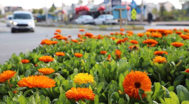 Mersin'de 3 ayda 197 bin bitki toprakla buluşturuldu