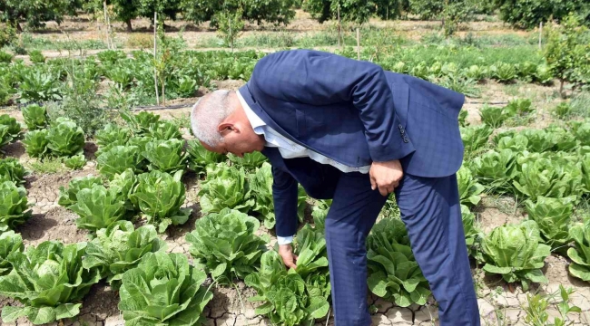 Tarsus'ta üreticiye dağıtılan marulların hasat zamanı geldi