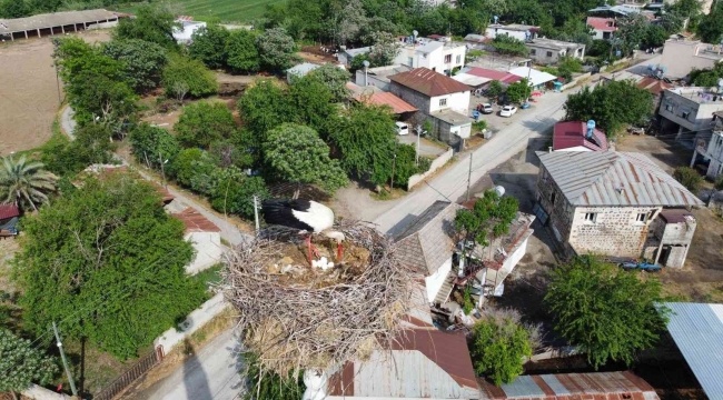 45 yıldır aynı caminin minaresine yuva yapıyorlar