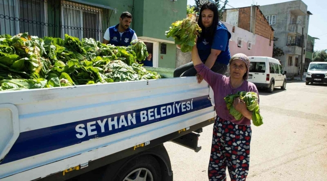 Seyhan Belediyesi ürettiği marulları halka dağıttı