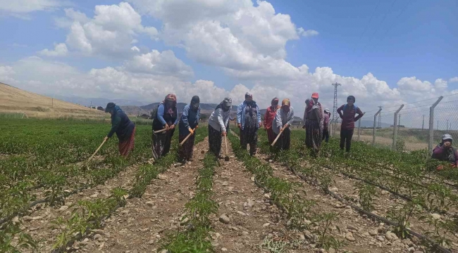 Gönüllülerden tarlada çalışan kadınlara pasta ikramı