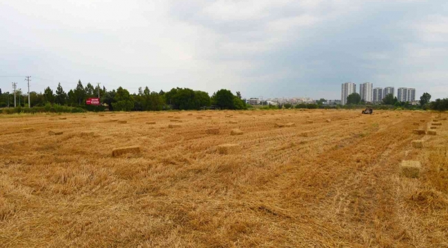 Tarsus Belediyesi, hayvan üreticilerine 22 ton saman balyası dağıtacak