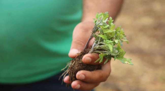 Toroslar Belediyesi, ata tohumlarını koruma altına aldı