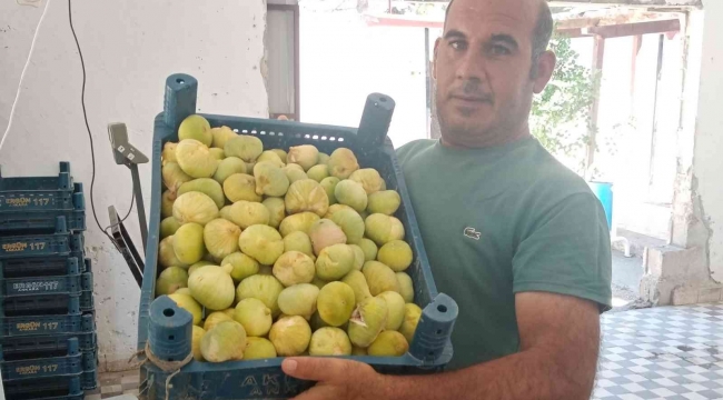 Beyaz incirde 30 bin ton rekolte bekleniyor