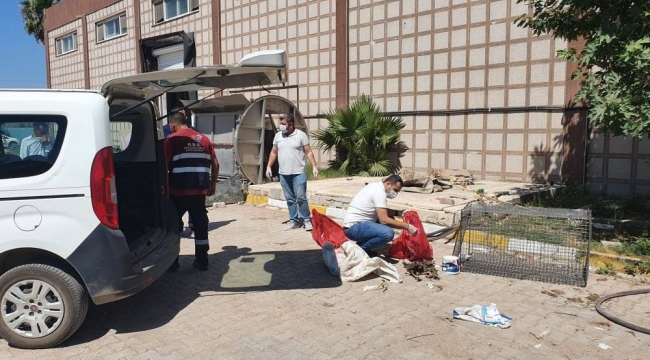 Hatay'da öldürülen yavru köpekler için suç duyurusu