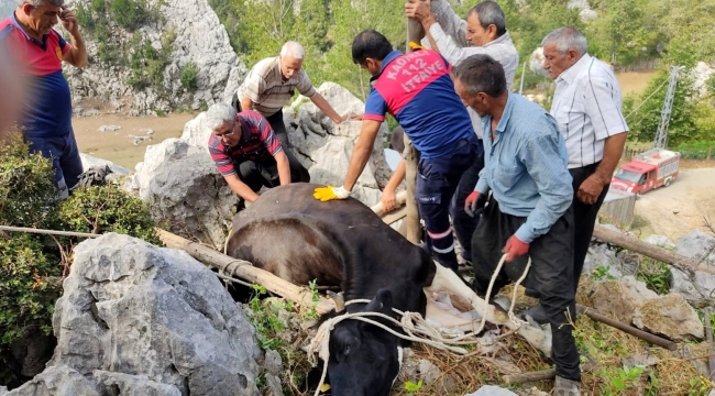 Otlanırken kayaların arasına düşen ineği itfaiye kurtardı