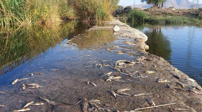 Çaydaki balık ölümleri tedirgin etti