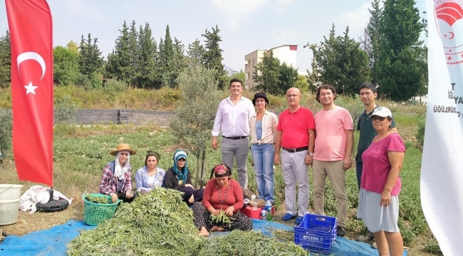 Hatay'da alternatif ürün adaçayı hasadı yapıldı