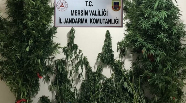 Mersin'de yasa dışı kenevir eken 3 şüpheli yakalandı