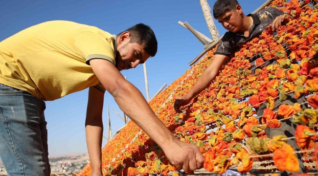 Gaziantep'te sezonun son kurutmalıkları güneşe bırakıldı