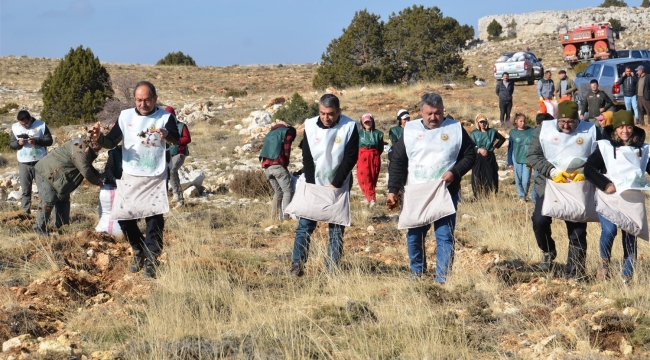 70 bin kilogram sedir tohumu toprakla buluştu