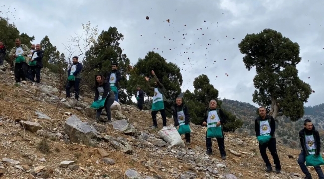 Feke'de sedir tohumları toprakla buluştu