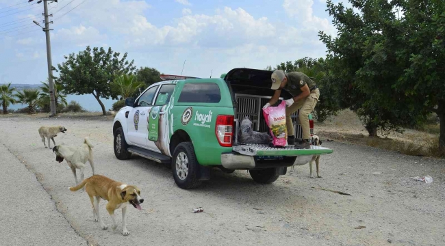 Adana'da 132 yasaklı ırk köpeğe el konuldu