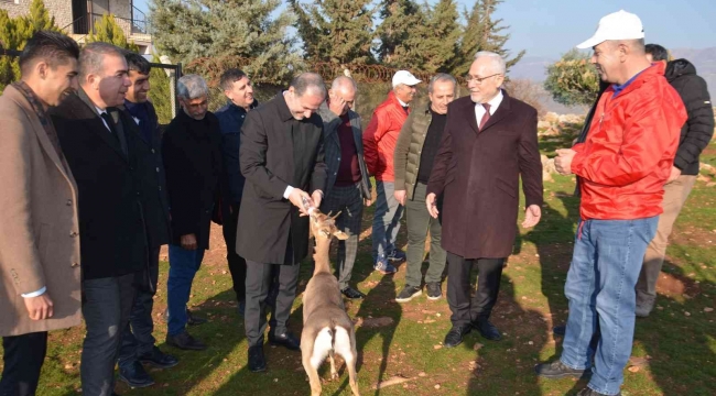 Özenle korunan dağ ceylanları çoğalıyor