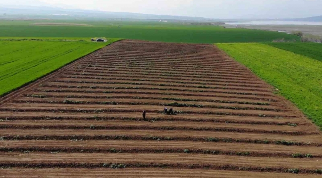 Depremzede çiftçiler üretmek için döndü, tarlalarında mesaiye başladı