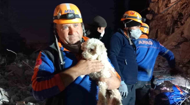 Hatay'da 25 gün sonra bir köpek enkaz altından sağ kurtarıldı