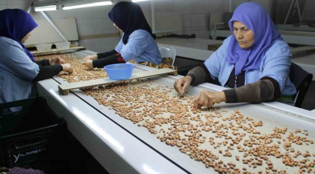 Osmaniye'de fabrikalar yer fıstığı üretimi için mesai yapıyor