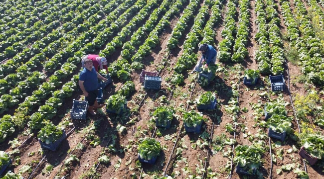 Ramazan'da salatanın vazgeçilmezi marulda hasat: Tarlada 4 TL