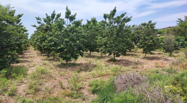 Adana'da hurma bahçesinde boğazı kesilmiş erkek cesedi bulundu