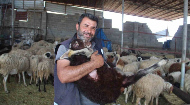 Telef olan hayvanlarının yerine yenisi verilen depremzede: "Gel koyununu al dediler, şok yaşadım"