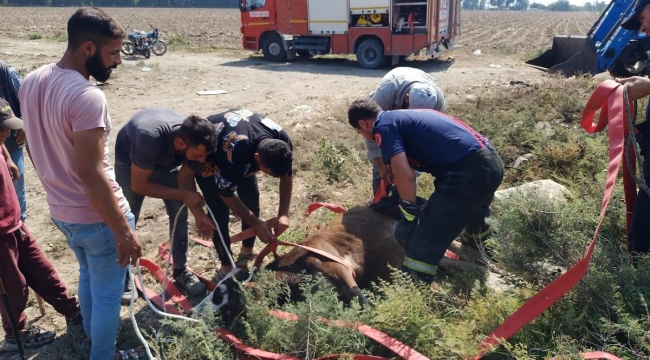 Hatay'da kuyuya düşen buzağıyı itfaiye ekipleri kurtardı