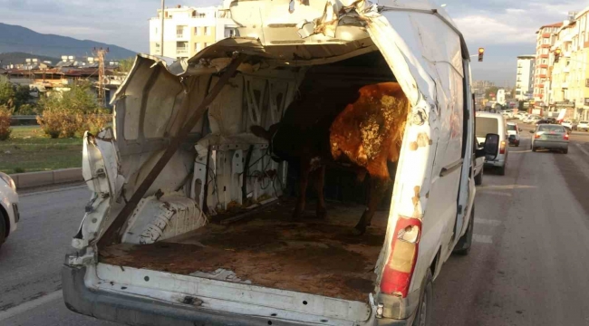 Enkazdan çıkardığı aracıyla boğasını taşıyınca trafikte ilgi odağı oldu