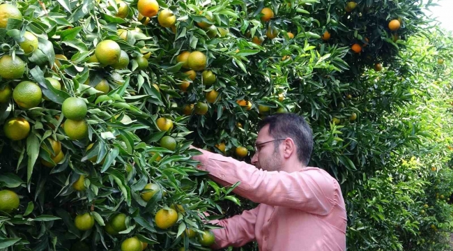 Mandalinada bu yıl verim yüksek, fiyat ucuz